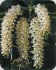 Rhynchostylis gigantea var. harrisonianum
